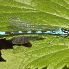 Attēlu rezultāti vaicājumam “Coenagrion pulchellum male”