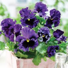 Image result for Viola wittrockiana