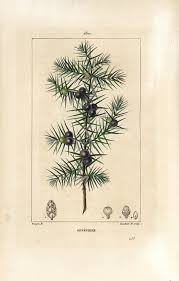 Attēlu rezultāti vaicājumam “Juniperus communis leaf”