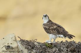 Attēlu rezultāti vaicājumam “Pandion haliaetus”