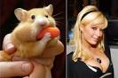 paris hilton sex tape x hamster