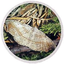 Attēlu rezultāti vaicājumam “Laspeyria flexula”