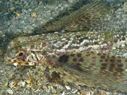 Image result for Dactylopterus volitans