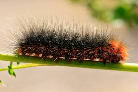 Attēlu rezultāti vaicājumam “Arctia caja larva”