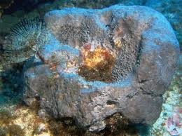 Attēlu rezultāti vaicājumam “Spongia”