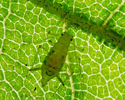 Attēlu rezultāti vaicājumam “Drepanosiphum platanoidis exuvia”