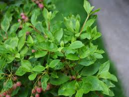 Attēlu rezultāti vaicājumam “Enkianthus chinensis leaf”