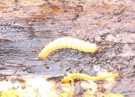 Attēlu rezultāti vaicājumam “Cucujus cinnaberinus larva”