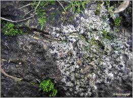 Attēlu rezultāti vaicājumam “Acrocordia gemmata”