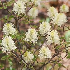 Attēlu rezultāti vaicājumam “Fothergilla major”