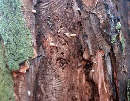 Attēlu rezultāti vaicājumam “Mycosphaerella ulmi”