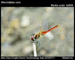 Attēlu rezultāti vaicājumam “Lycogala convexum macro”