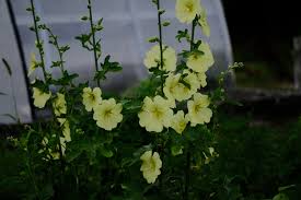 Image result for Alcea rugosa