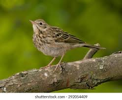 Attēlu rezultāti vaicājumam “Anthus trivialis adult”