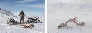 Image result for Clyde Valley Predators