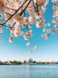 Image result for "cherry blossom" washington