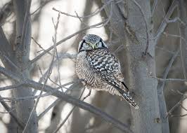 Image result for Surnia ulula