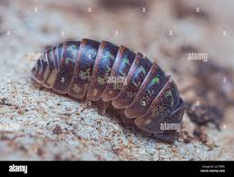 Attēlu rezultāti vaicājumam “Armadillidium pulchellum”