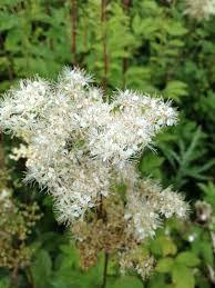 Attēlu rezultāti vaicājumam “Filipendula ulmaria  leaf”