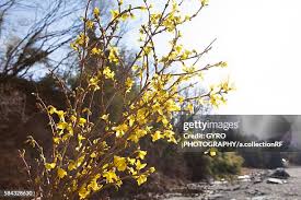 Attēlu rezultāti vaicājumam “Forsythia suspensa”