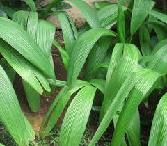 Attēlu rezultāti vaicājumam “Cinna latifolia fruit”