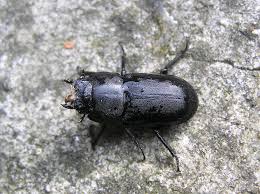 Attēlu rezultāti vaicājumam “Dorcus parallelopipedus”