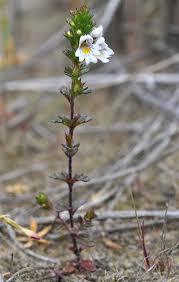 Attēlu rezultāti vaicājumam “Euphrasia”