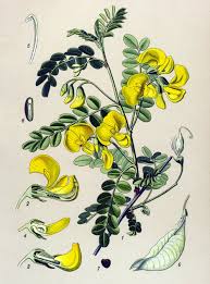 Image result for Colutea arborescens