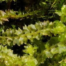 Attēlu rezultāti vaicājumam “Barbilophozia lycopodioides macro”