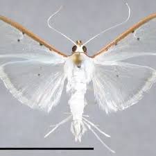 Attēlu rezultāti vaicājumam “Crambidae”