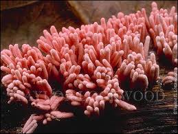 Attēlu rezultāti vaicājumam “Arcyria minuta macro”