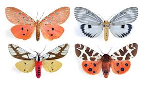 Attēlu rezultāti vaicājumam “Arctiidae”