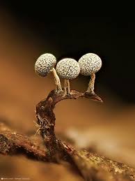 Attēlu rezultāti vaicājumam “Craterium minutum cf. var. brunneum”