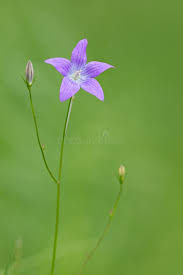 Attēlu rezultāti vaicājumam “Campanula patula fruit”