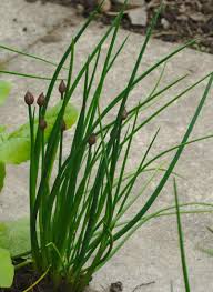 Attēlu rezultāti vaicājumam “Allium schoenoprasum bud”