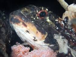 Image result for Myoxocephalus octodecemspinosus