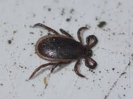 Attēlu rezultāti vaicājumam “Ixodes male”