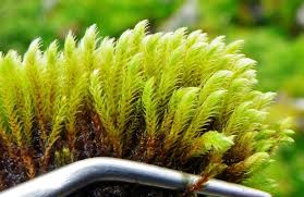 Attēlu rezultāti vaicājumam “Philonotis calcarea”