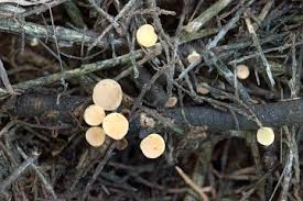 Attēlu rezultāti vaicājumam “Hymenoscyphus calyculus”