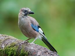 Attēlu rezultāti vaicājumam “Garrulus glandarius”