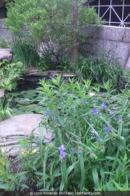 Attēlu rezultāti vaicājumam “Tradescantia virginiana”