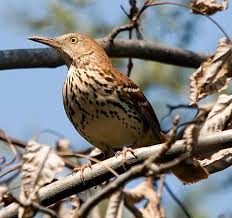 Image result for Toxostoma rufum