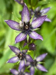 Attēlu rezultāti vaicājumam “Swertia perennis flower”