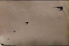 Image result for Suffolk Coastal Floaters