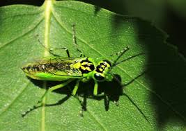 Attēlu rezultāti vaicājumam “Rhogogaster viridis”