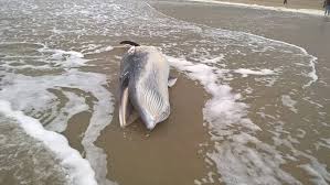 Image result for Balaenoptera acutorostrata