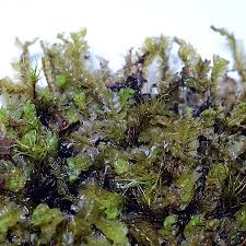 Attēlu rezultāti vaicājumam “Tritomaria exsectiformis”