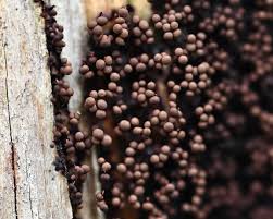 Attēlu rezultāti vaicājumam “Cribraria cancellata macro”