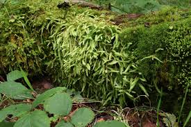 Attēlu rezultāti vaicājumam “Plagiothecium undulatum”