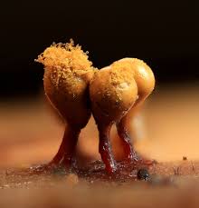 Attēlu rezultāti vaicājumam “Hemitrichia clavata young”